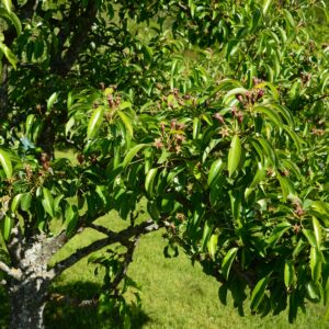 Pyrus Louise Bonne D'Avranches 120cm STD