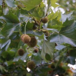 Platanus Hispanica KLG Airpot 20-25cm - 004663
