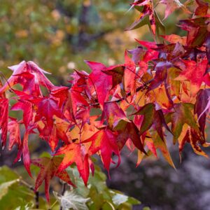 Liquidambar Styraciflua