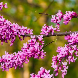 Cercis canadensis